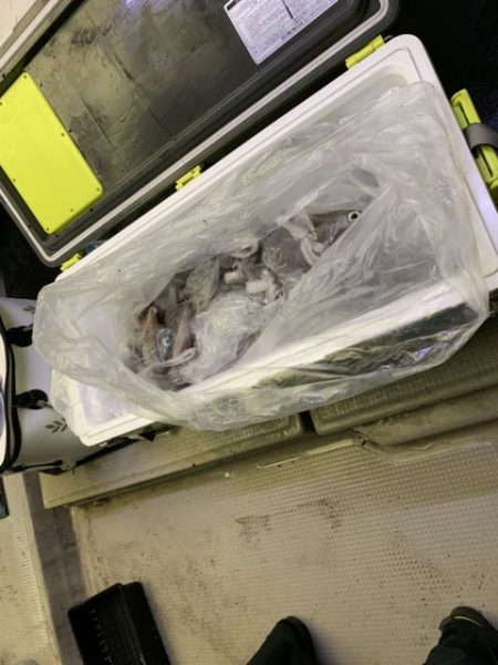 第八大安丸 釣果