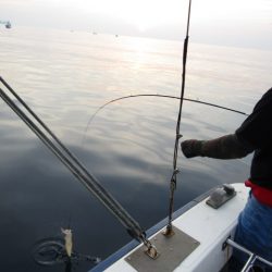 ジギング船 BLUEWATER 釣果