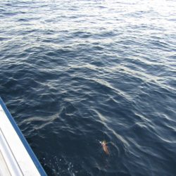 ジギング船 BLUEWATER 釣果