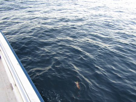 ジギング船 BLUEWATER 釣果