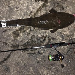 アジングでマゴチ