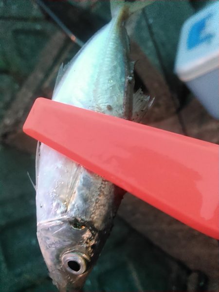 浜名湖　アジングゲーム