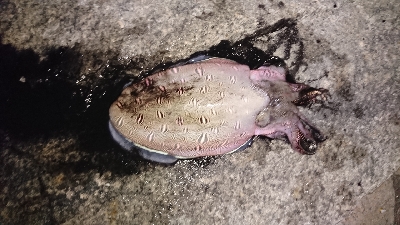 今年はコレがスタート