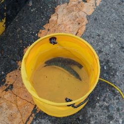 赤潮っぽいのが入ってきた