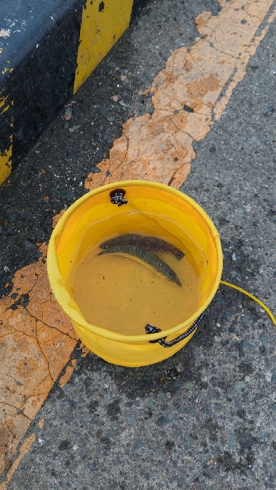 赤潮っぽいのが入ってきた