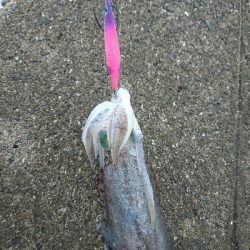 梅雨でもアオリイカ