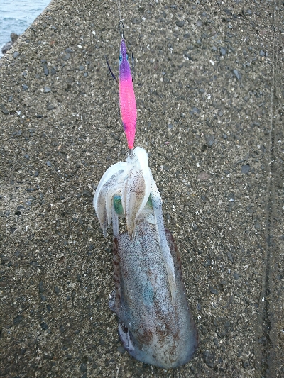 梅雨でもアオリイカ