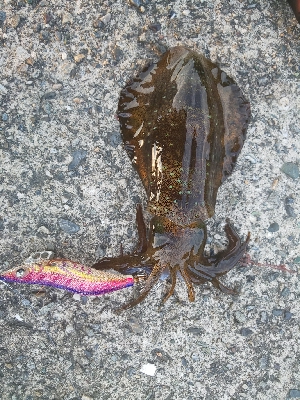 久し振りの当たり方