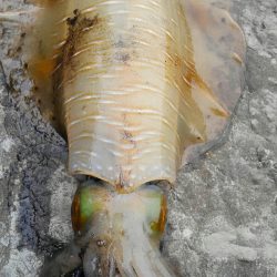 やっと見つけた