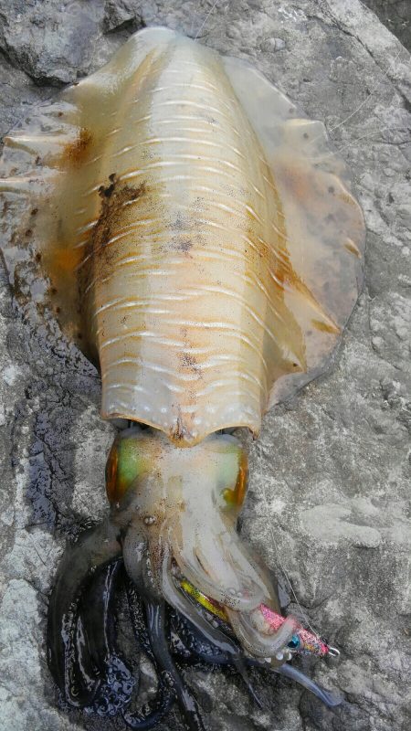 やっと見つけた