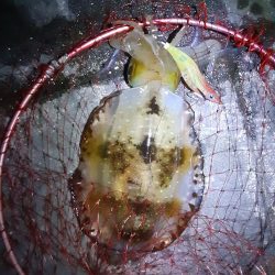 最短30分でアオリイカ