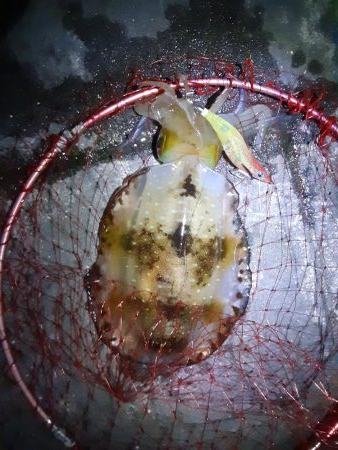 最短30分でアオリイカ