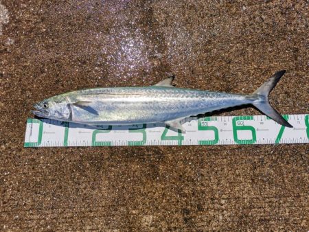 神戸空港ベランダで青物回遊中!!!!