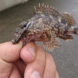 雨の中ワームのテスト