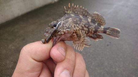 雨の中ワームのテスト