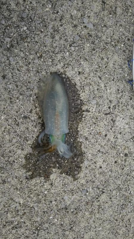 梅雨イカを求めて