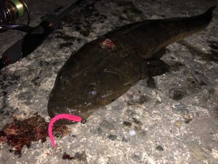 アジングでマゴチ