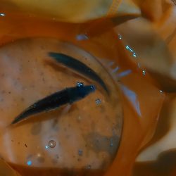 浜名湖 アジングゲーム