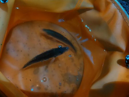 浜名湖 アジングゲーム