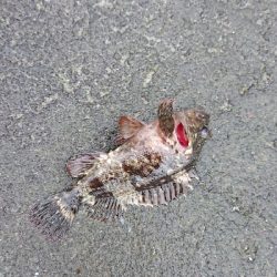 久しぶりのライト