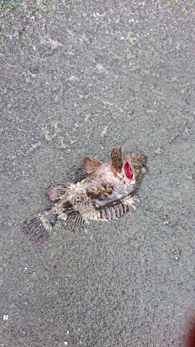 久しぶりのライト