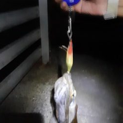 最短30分でアオリイカ