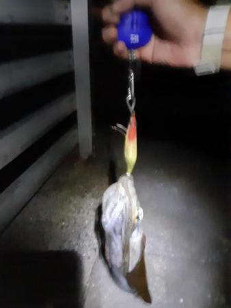 最短30分でアオリイカ