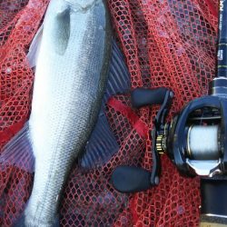 【関門港】 初夏のシーバス調査