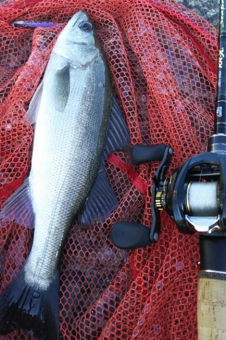 【関門港】 初夏のシーバス調査