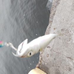 やっぱりサバ多いな！！