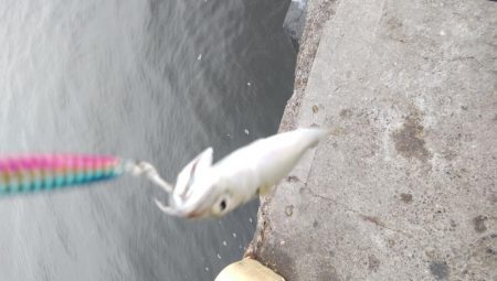 やっぱりサバ多いな！！