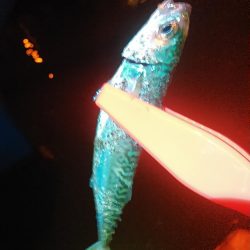 浜名湖 アジングゲーム