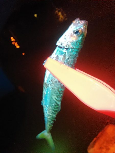 浜名湖 アジングゲーム