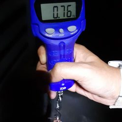 最短30分でアオリイカ