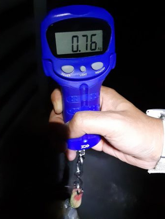 最短30分でアオリイカ