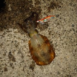 連日アオリGET!!