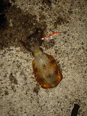 連日アオリGET!!