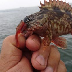 雨の中ワームのテスト