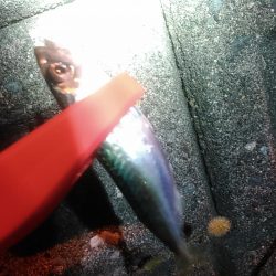 浜名湖 アジングゲーム