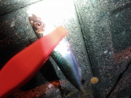 浜名湖 アジングゲーム