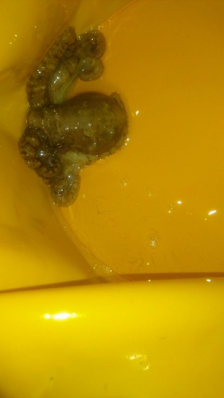 タコ釣れました。