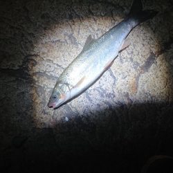 うなぎ釣り