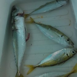 浜名湖 アジングゲーム