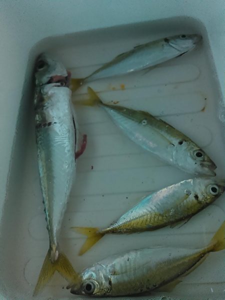 浜名湖 アジングゲーム