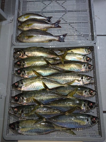 エンペラー 釣果