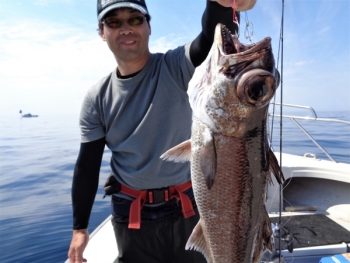 鯛紅丸 釣果