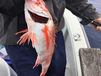 鯛紅丸 釣果