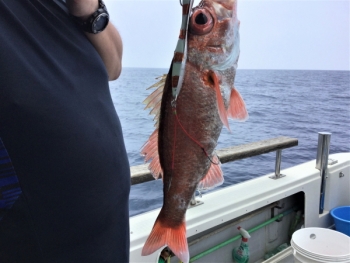 鯛紅丸 釣果