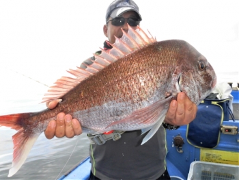 鯛紅丸 釣果