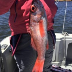 鯛紅丸 釣果